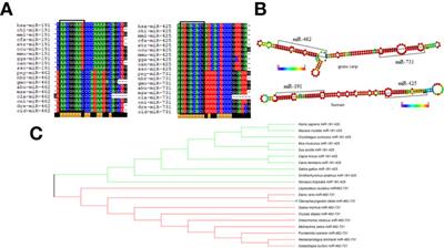 elk1/miR-462-731 Feedback Loop Regulates Macrophages Polarization and Phagocytosis in Grass Carp (Ctenopharyngodon idella)